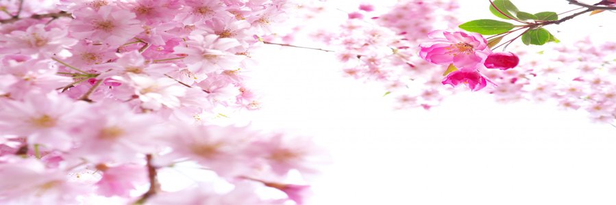 JKT48Hashtage's profile banner image