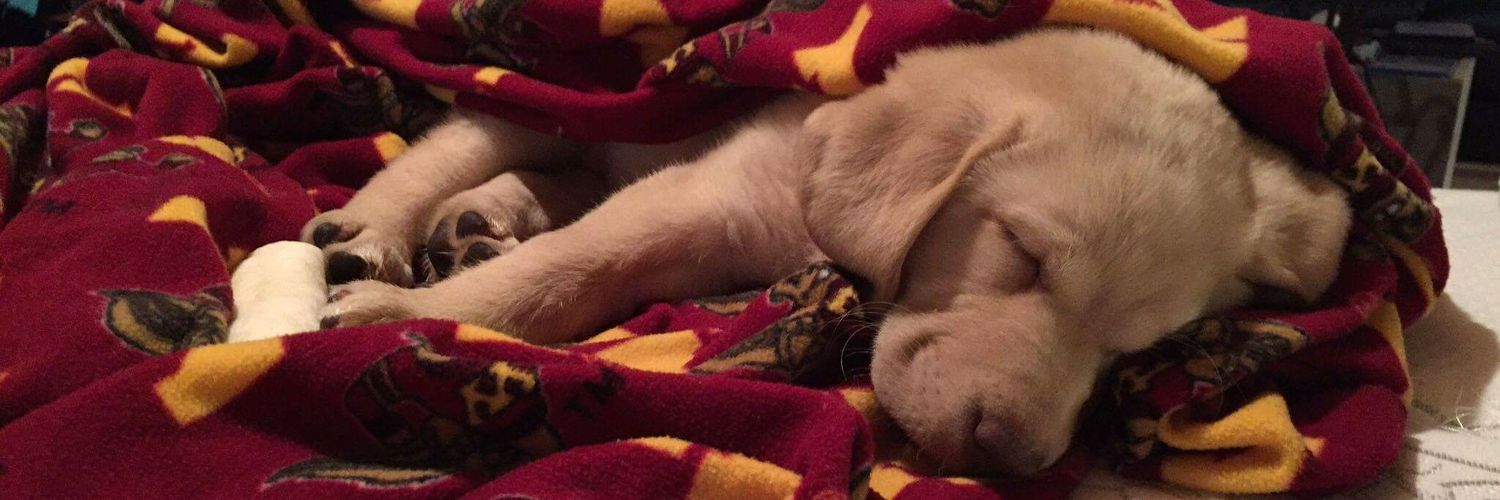 Allison Carlson banner