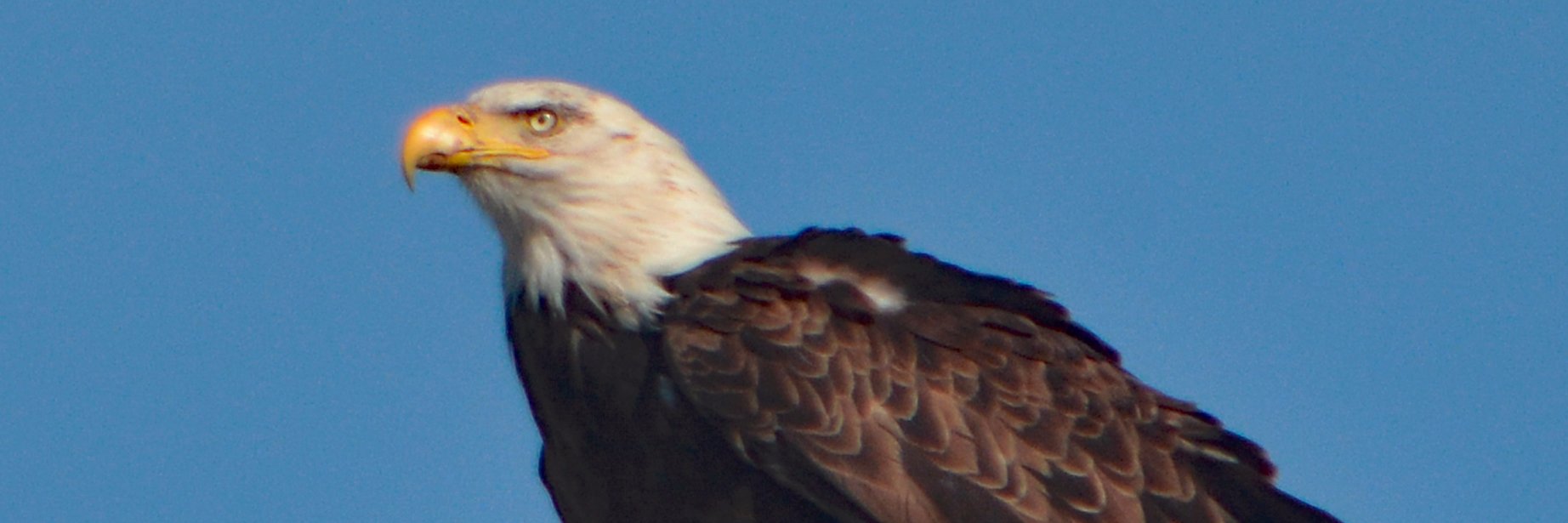 FrankLangben's profile banner image