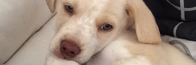 abbypiercy's profile banner image