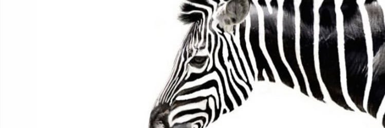 AnaBernal93's profile banner image