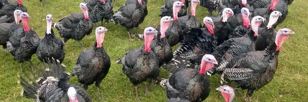 HisRandomness Profile Banner