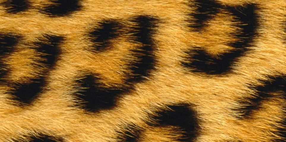 causae's profile banner image