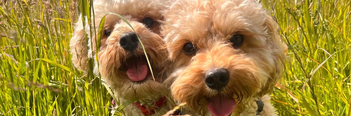 Michael Harris banner