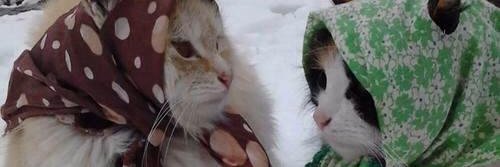 caty_berg's profile banner image