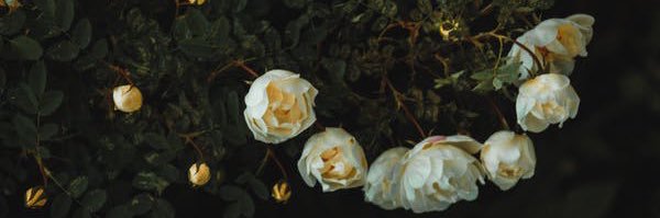 TiffanyDaune's profile banner image