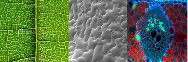 Plantsci_ups's profile banner image