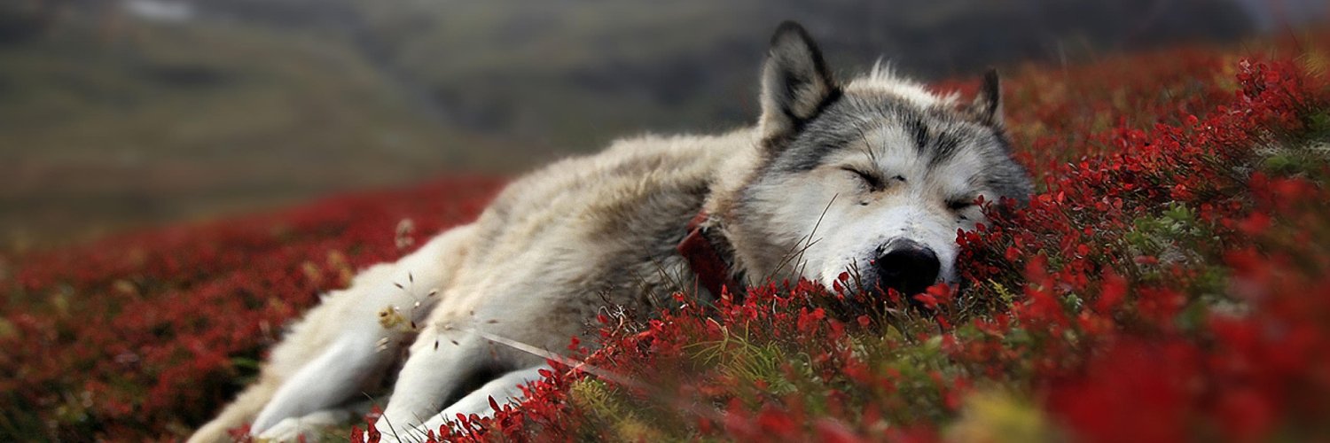Resubscribe_'s profile banner image