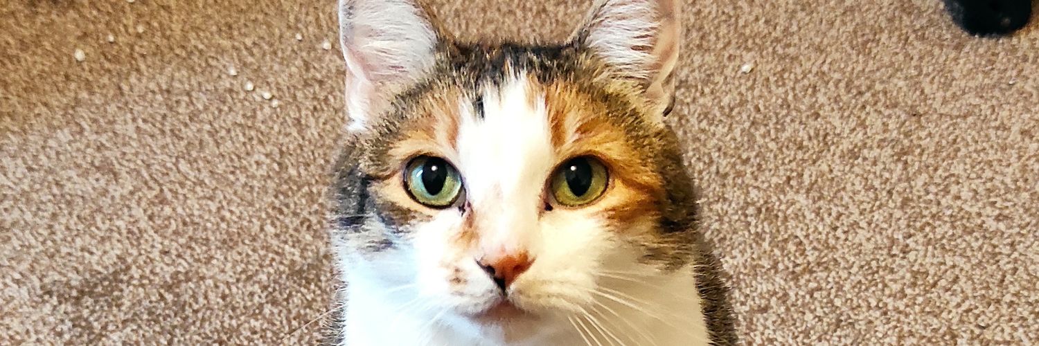 VickyTsig's profile banner image