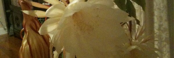 tuliptime01 Profile Banner