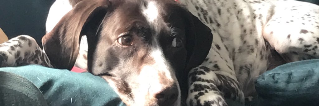 HansVermit's profile banner image