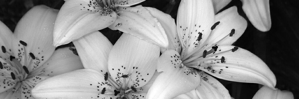 Ju_Wthr's profile banner image