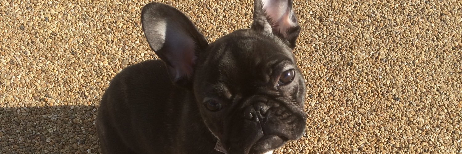 PickleTheBatpig's profile banner image