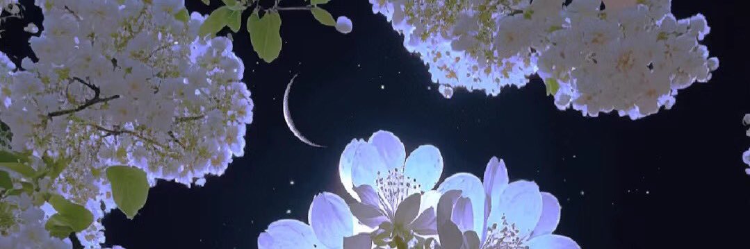 cinnamics's profile banner image