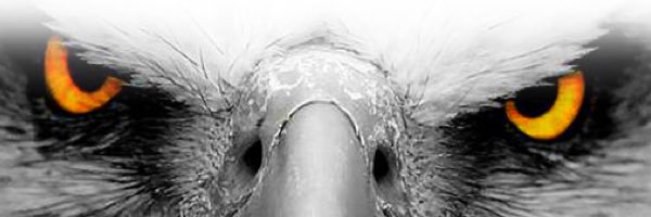 Penfield Girls Lax banner