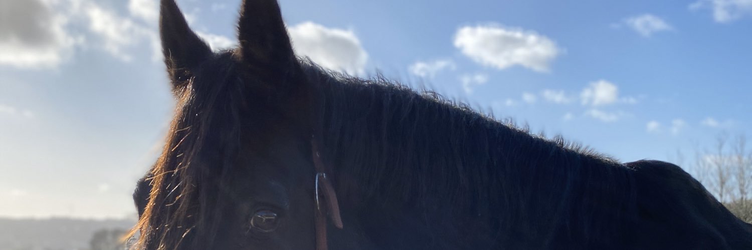 mariedidd's profile banner image