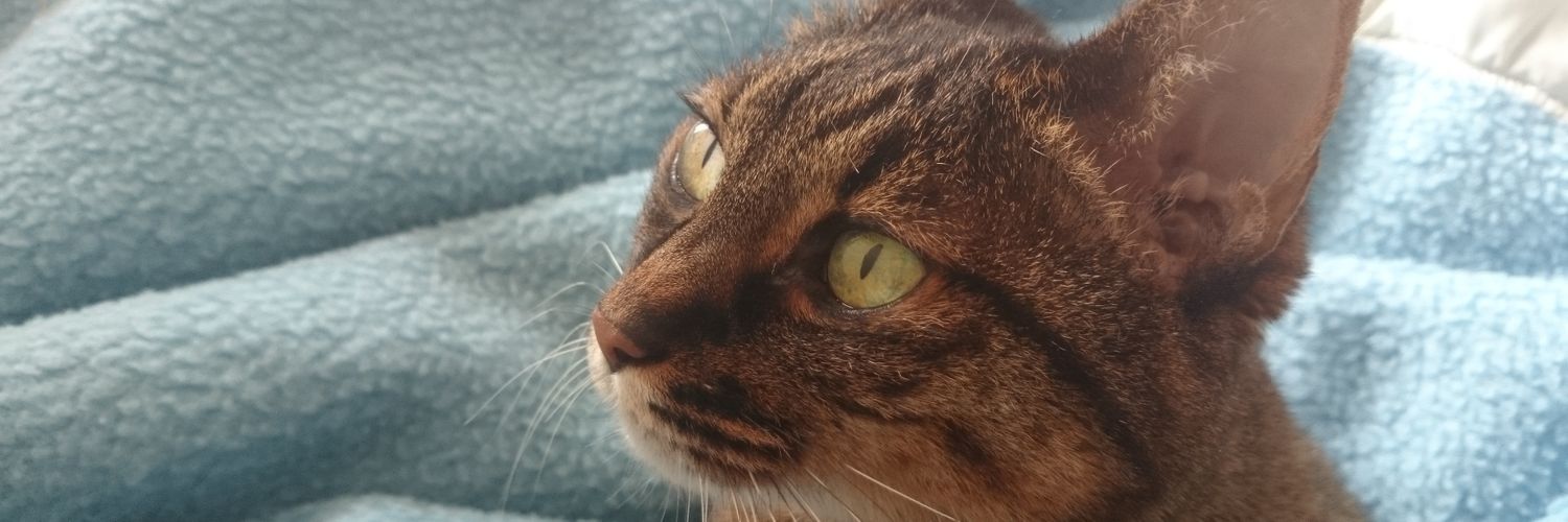 nphantom's profile banner image