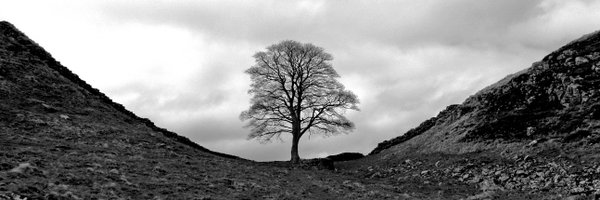 EmmaWP Profile Banner