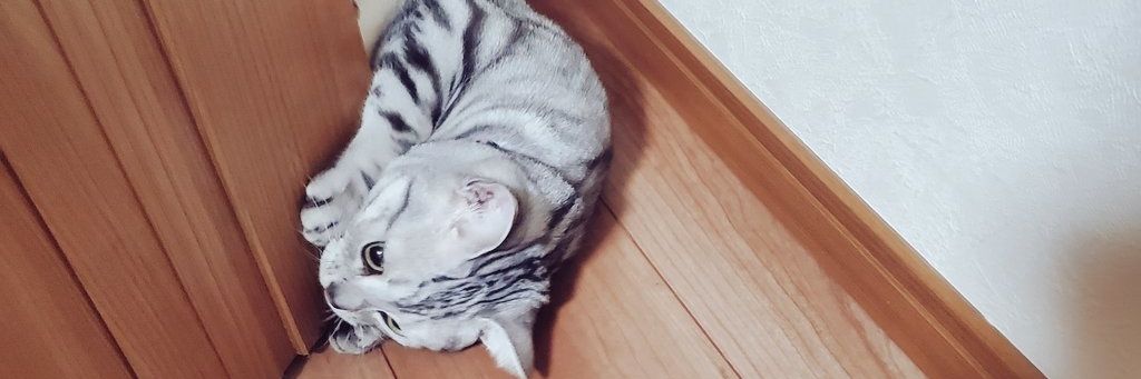 COMさん(愛猫EVE) banner