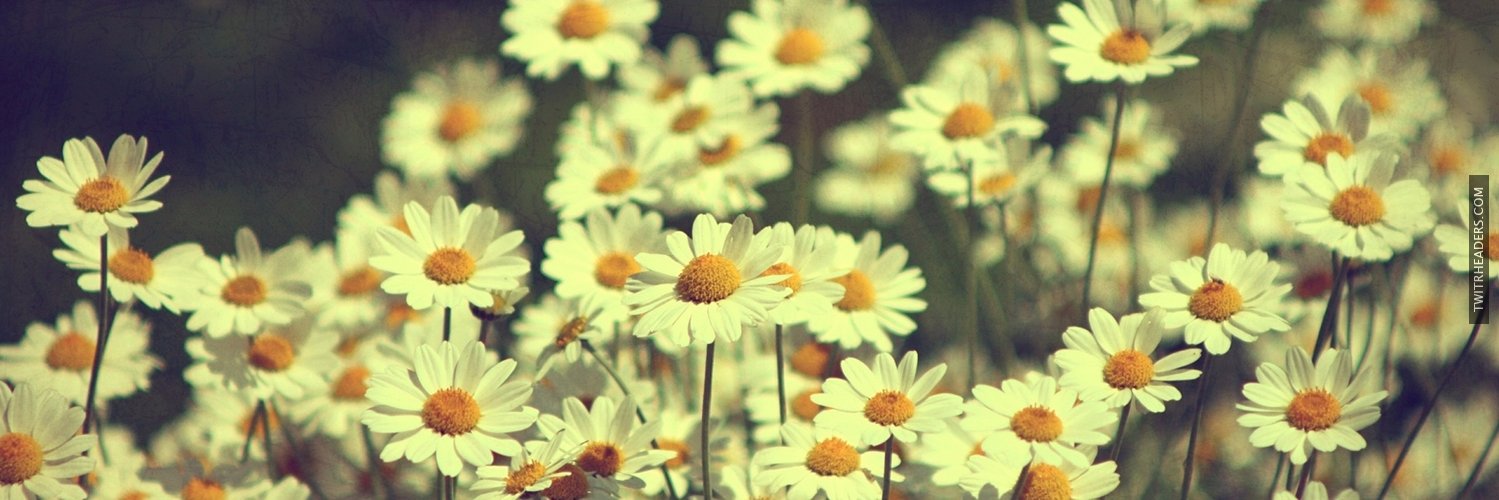 polajeeeeeyn's profile banner image