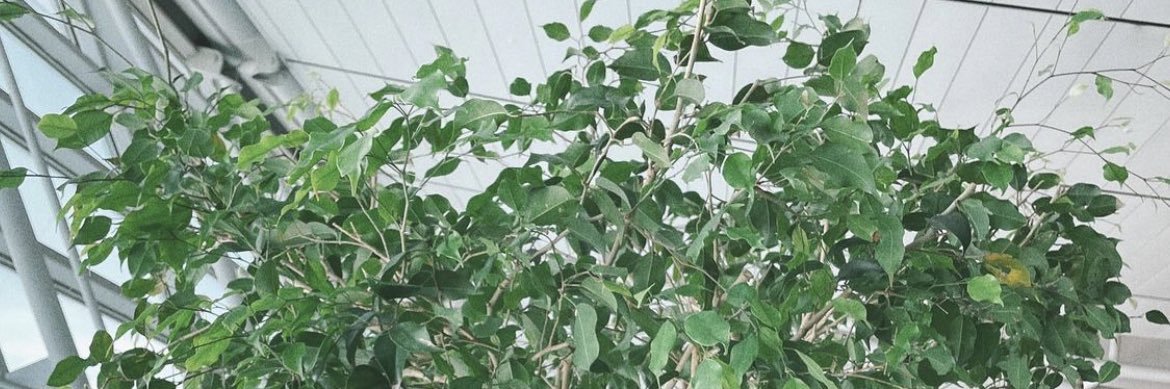 🍃 banner