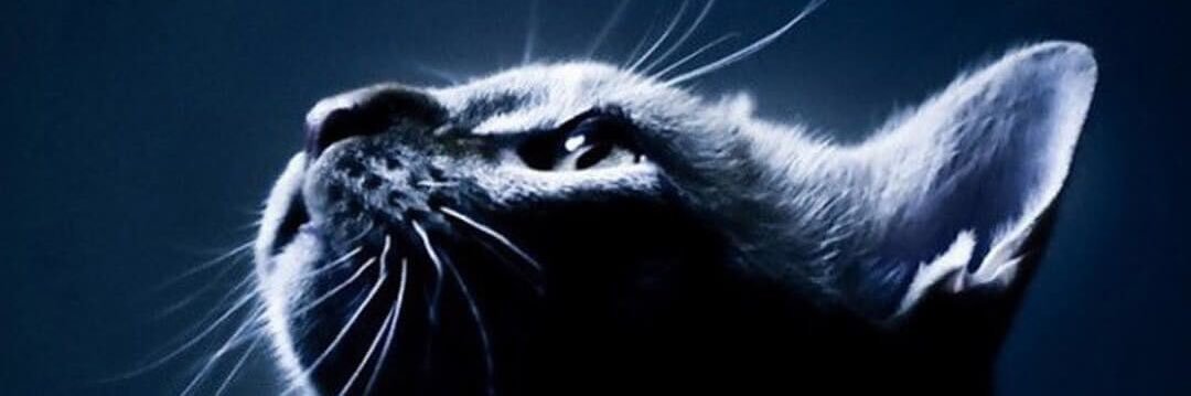 Alvinacx's profile banner image