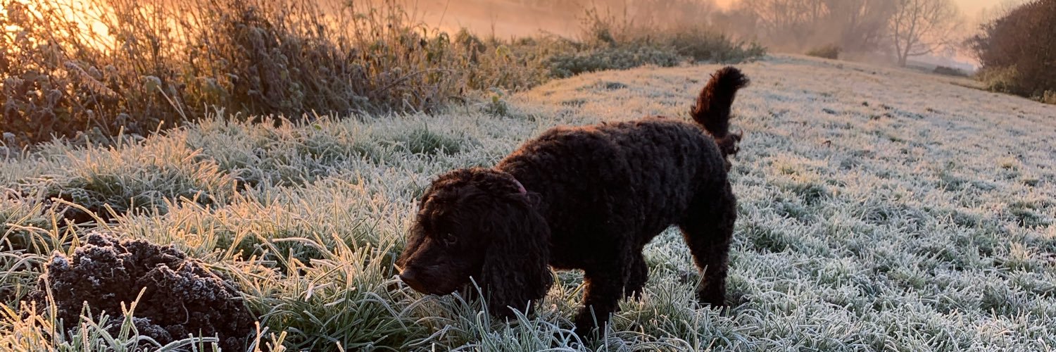 emveterinary's profile banner image