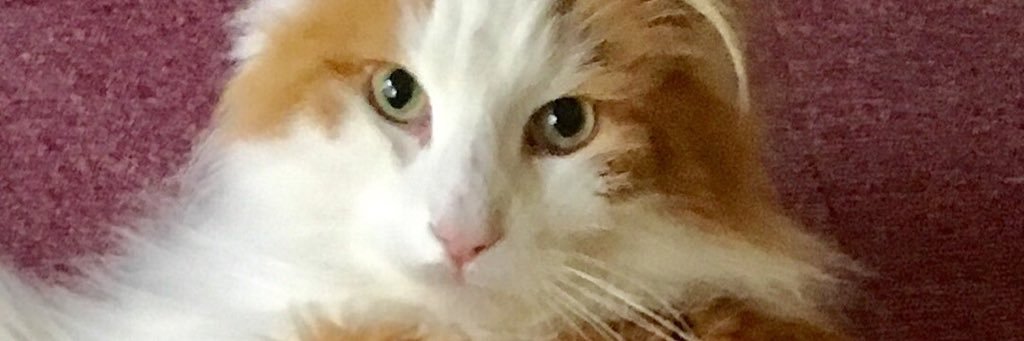 リンクスチップ@ねこ時々金魚's banner