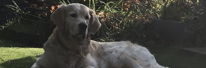 Alfie20122015's profile banner image