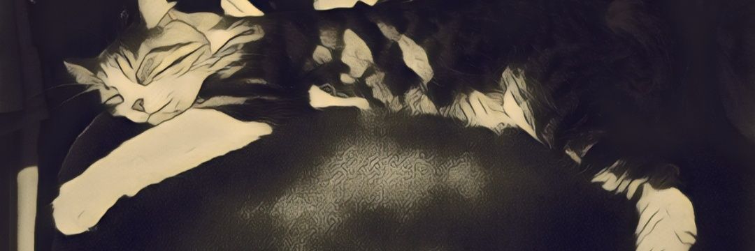 Asyluma's profile banner image