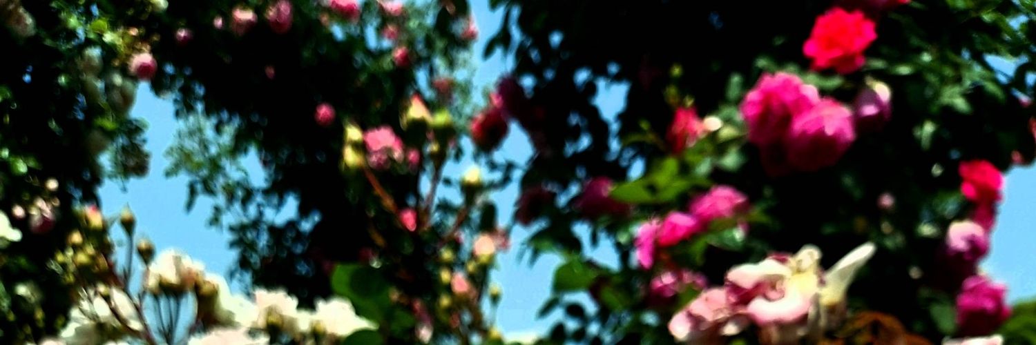 syoru5's profile banner image