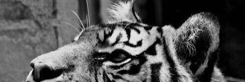 Mariellsaether's profile banner image
