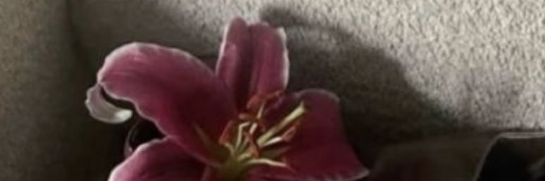 userdeea's profile banner image
