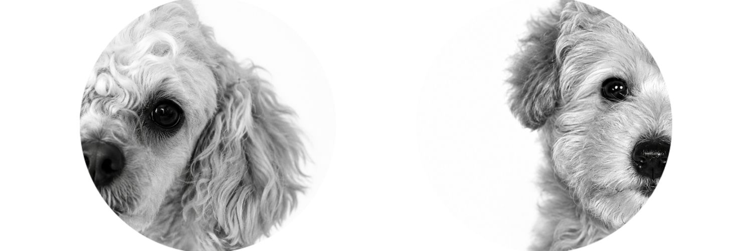 _marirod's profile banner image