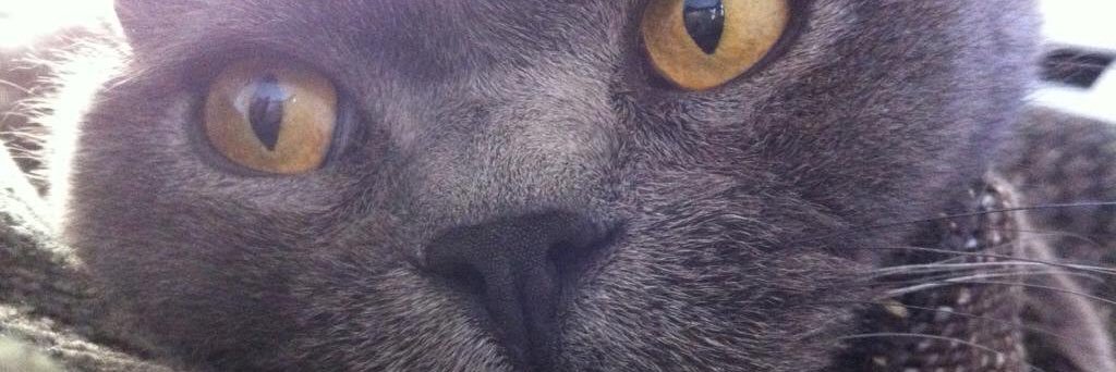 sasha__x's profile banner image