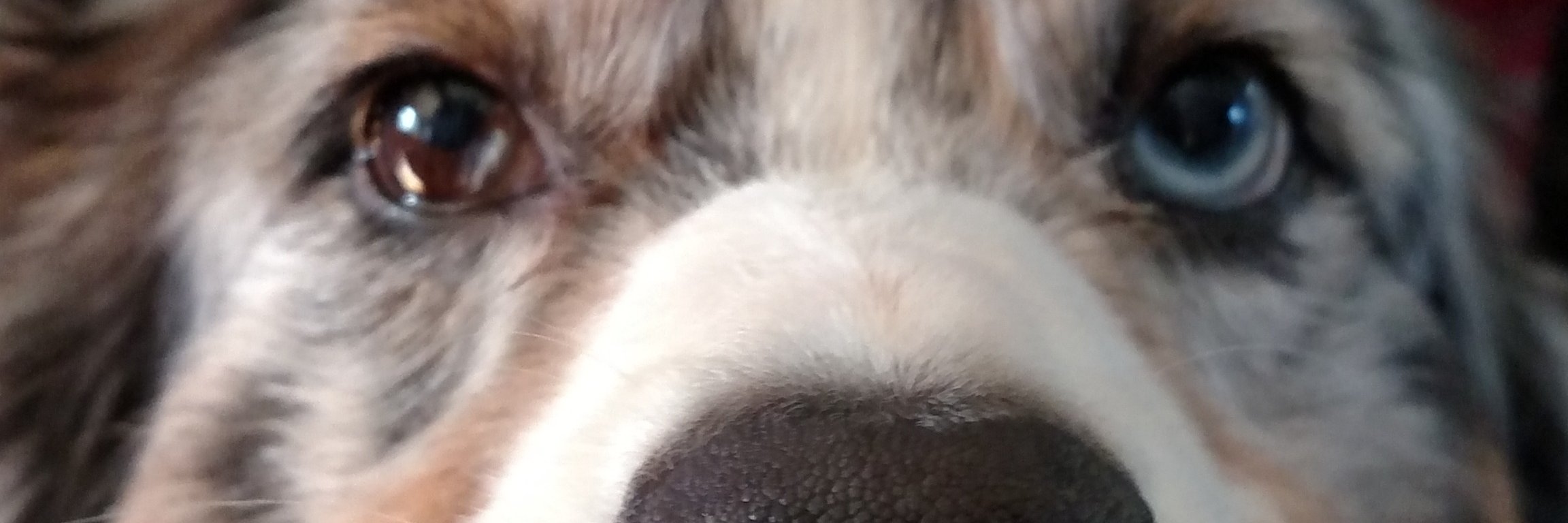 SamusTea's profile banner image