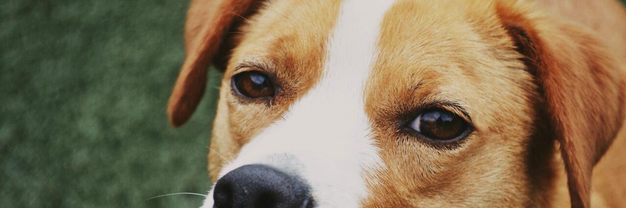 HumaneMorgan's profile banner image