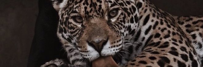msennol's profile banner image