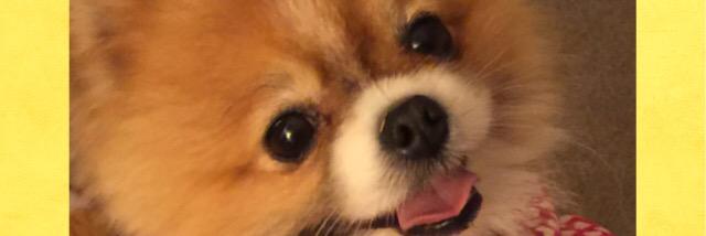 Merebella07's profile banner image