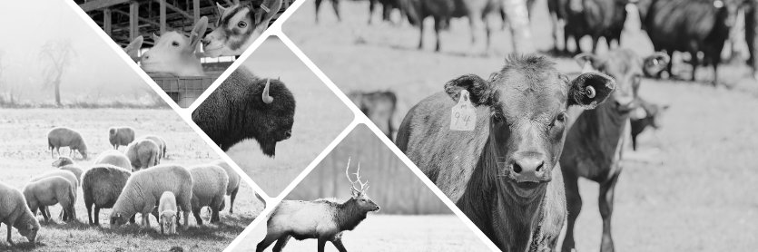 CCIA (Canadian Cattle Identification Agency) banner