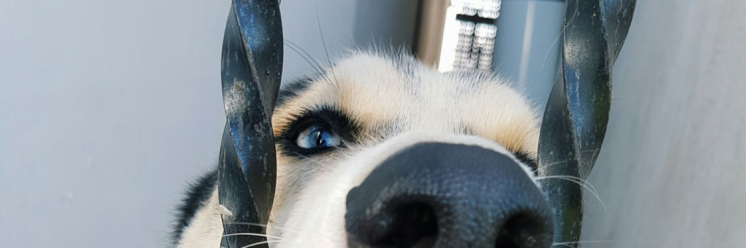 jessidafne's profile banner image