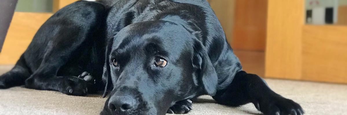 Katie Russell💙 banner