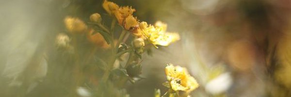 vintermorgen Profile Banner