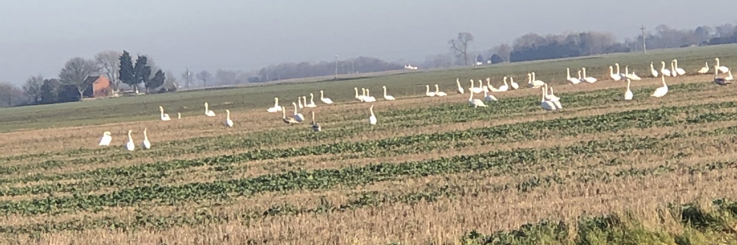 james pocklington banner