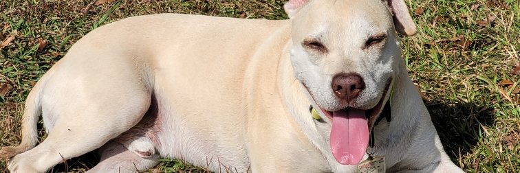 Jim Pennington banner