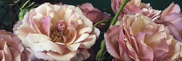 merryws95's profile banner image