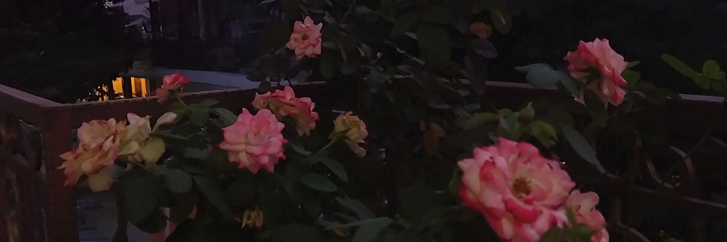 sesameringue's profile banner image