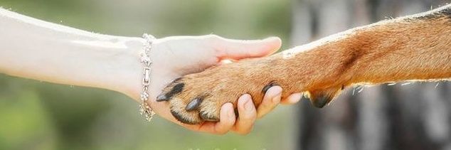 WildHeartAdvocate🐾 banner