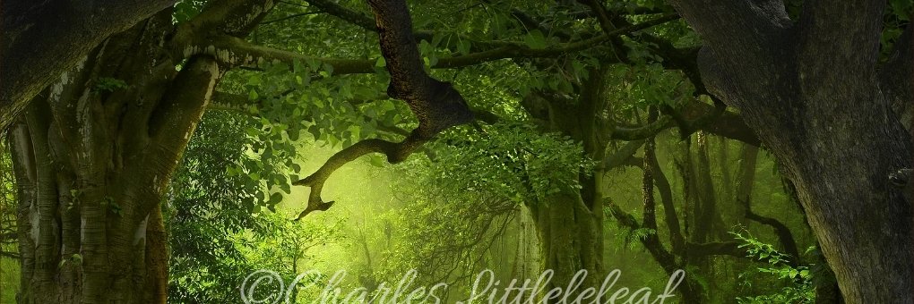 clittleleaf's profile banner image