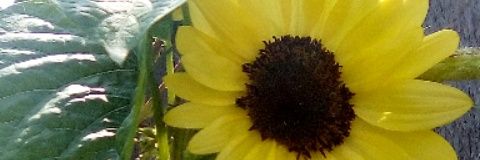 therealjennyj's profile banner image